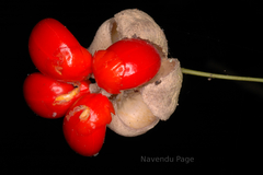 Glyptopetalum grandiflorum